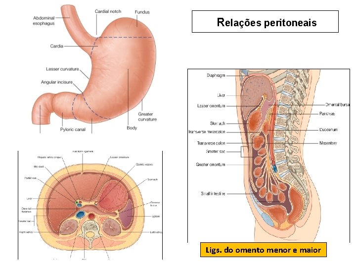 Relações peritoneais Ligs. do omento menor e maior Relações peritoneais Ligs. do omento menor e maior