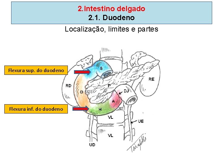 2. Intestino delgado 2. 1. Duodeno Localização, limites e partes Flexura sup. do duodeno 2. Intestino delgado 2. 1. Duodeno Localização, limites e partes Flexura sup. do duodeno