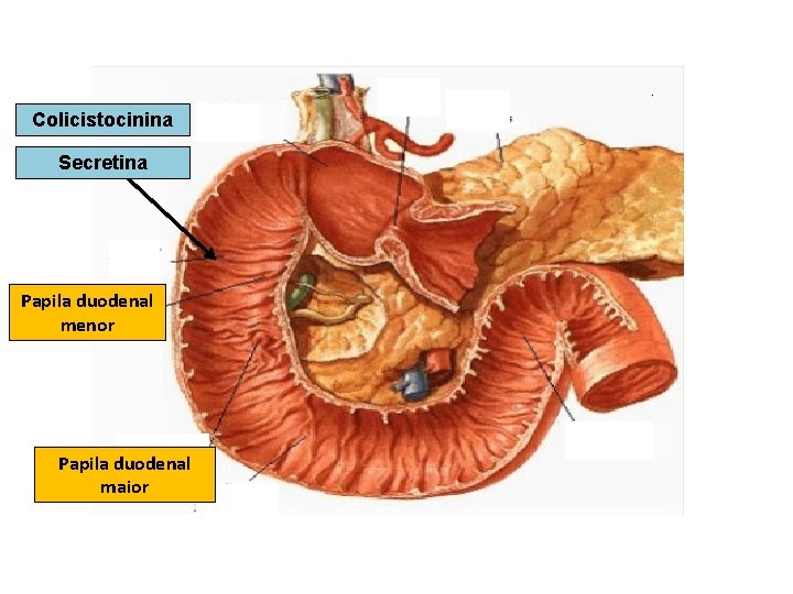 Colicistocinina Secretina Papila duodenal menor Papila duodenal maior Colicistocinina Secretina Papila duodenal menor Papila duodenal maior