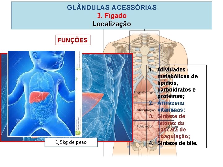 GL NDULAS ACESSÓRIAS 3. Fígado Localização FUNÇÕES 1, 5 kg de peso 1. Atividades GL NDULAS ACESSÓRIAS 3. Fígado Localização FUNÇÕES 1, 5 kg de peso 1. Atividades