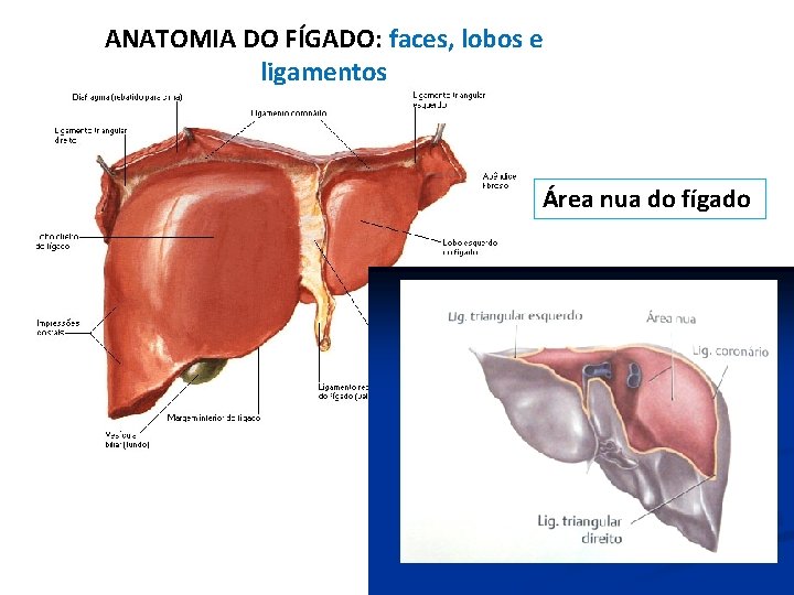 ANATOMIA DO FÍGADO: faces, lobos e ligamentos Área nua do fígado ANATOMIA DO FÍGADO: faces, lobos e ligamentos Área nua do fígado