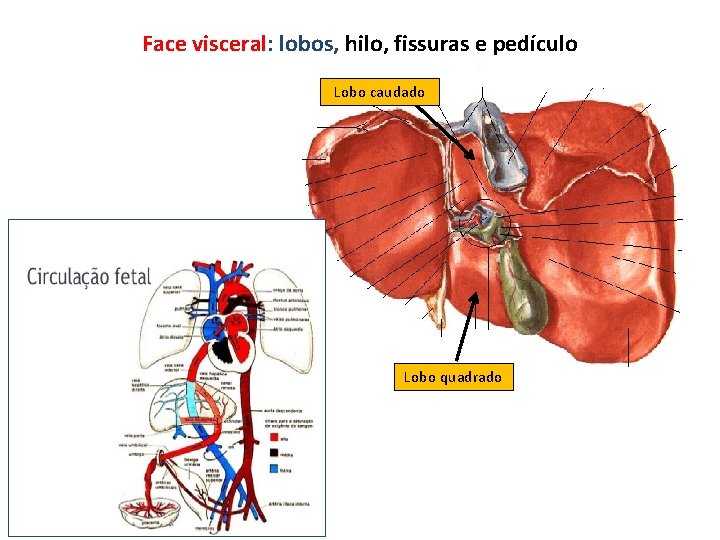 Face visceral: lobos, hilo, fissuras e pedículo Lobo caudado Lobo quadrado Face visceral: lobos, hilo, fissuras e pedículo Lobo caudado Lobo quadrado