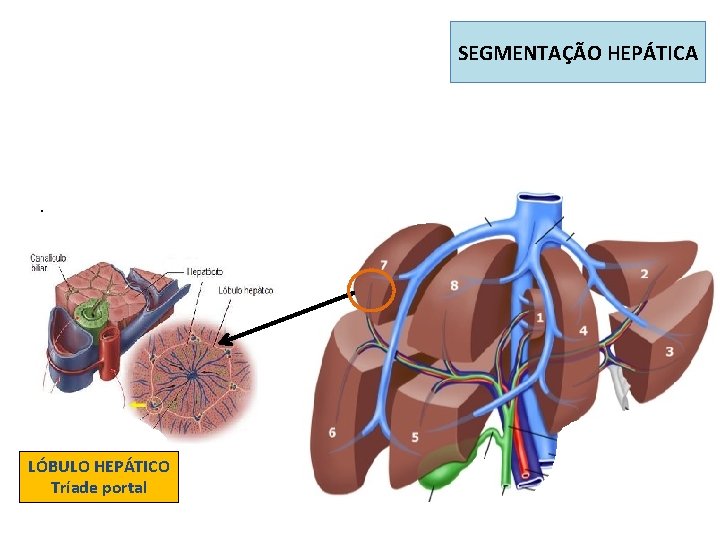 Sup. Ant. Med. Dir. Ant. Lat. Dir. LÓBULO HEPÁTICO Tríade portal SEGMENTAÇÃO HEPÁTICA Sup. Ant. Med. Dir. Ant. Lat. Dir. LÓBULO HEPÁTICO Tríade portal SEGMENTAÇÃO HEPÁTICA