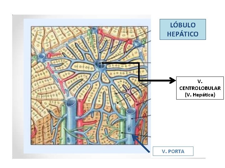 LÓBULO HEPÁTICO V. CENTROLOBULAR (V. Hepática) V. PORTA LÓBULO HEPÁTICO V. CENTROLOBULAR (V. Hepática) V. PORTA
