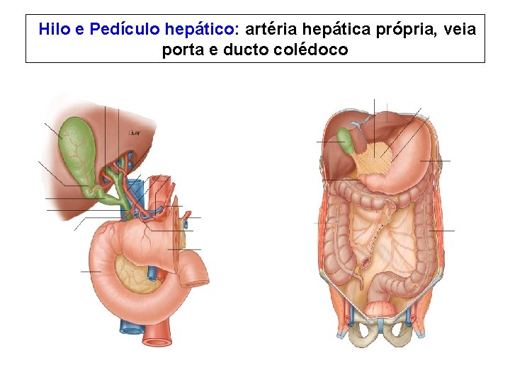 Hilo e Pedículo hepático: artéria hepática própria, veia porta e ducto colédoco Hilo e Pedículo hepático: artéria hepática própria, veia porta e ducto colédoco