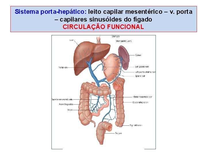 Sistema porta-hepático: leito capilar mesentérico – v. porta – capilares sinusóides do fígado CIRCULAÇÃO Sistema porta-hepático: leito capilar mesentérico – v. porta – capilares sinusóides do fígado CIRCULAÇÃO