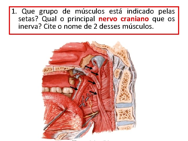 1. Que grupo de músculos está indicado pelas setas? Qual o principal nervo craniano 1. Que grupo de músculos está indicado pelas setas? Qual o principal nervo craniano