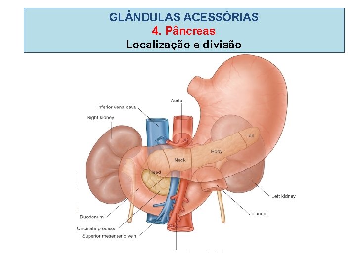 GL NDULAS ACESSÓRIAS 4. Pâncreas Localização e divisão GL NDULAS ACESSÓRIAS 4. Pâncreas Localização e divisão