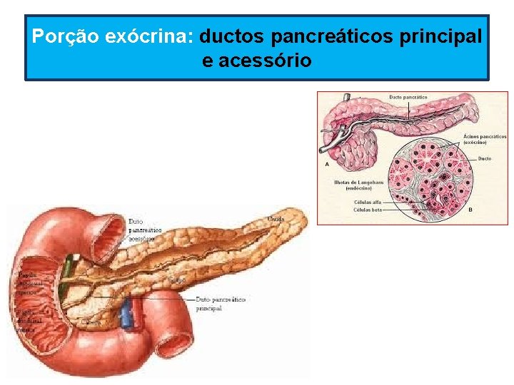 Porção exócrina: ductos pancreáticos principal e acessório Porção exócrina: ductos pancreáticos principal e acessório