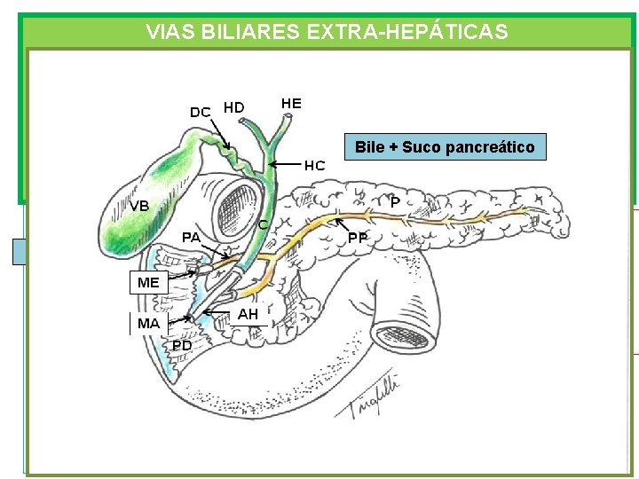 VIAS BILIARES EXTRA-HEPÁTICAS Ducto hepático D e E Ducto hepático comum + ducto cístico VIAS BILIARES EXTRA-HEPÁTICAS Ducto hepático D e E Ducto hepático comum + ducto cístico
