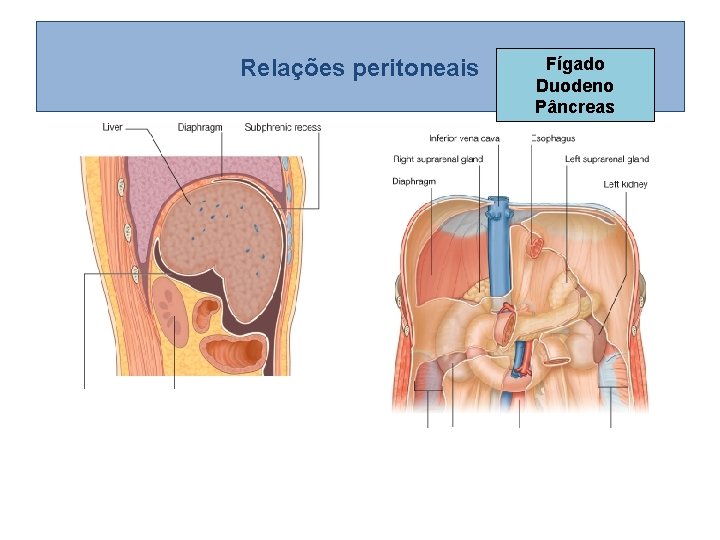 Relações peritoneais Fígado Duodeno Pâncreas Relações peritoneais Fígado Duodeno Pâncreas