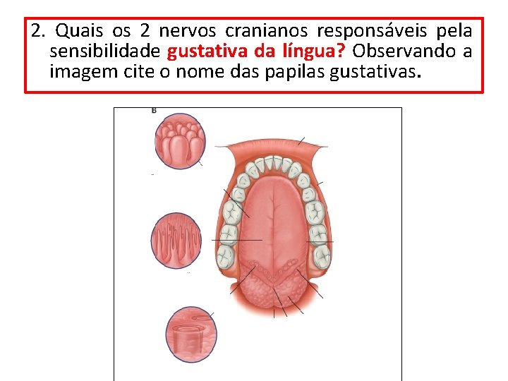 2. Quais os 2 nervos cranianos responsáveis pela sensibilidade gustativa da língua? Observando a 2. Quais os 2 nervos cranianos responsáveis pela sensibilidade gustativa da língua? Observando a