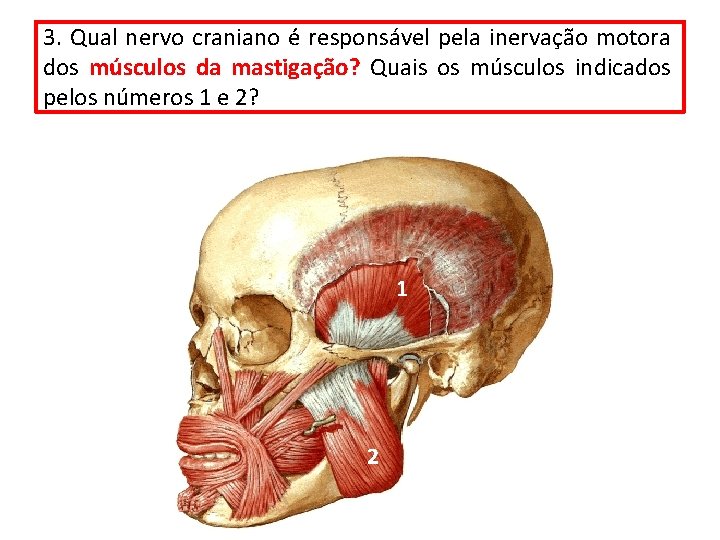 3. Qual nervo craniano é responsável pela inervação motora dos músculos da mastigação? Quais 3. Qual nervo craniano é responsável pela inervação motora dos músculos da mastigação? Quais