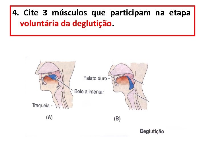 4. Cite 3 músculos que participam na etapa voluntária da deglutição. 4. Cite 3 músculos que participam na etapa voluntária da deglutição.