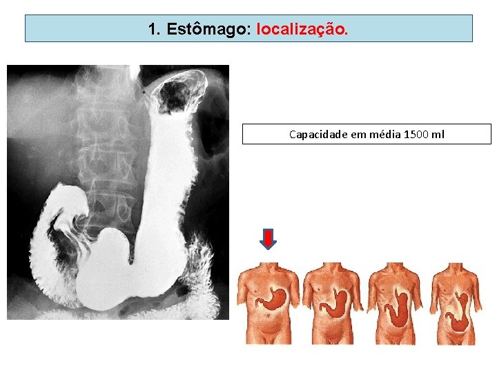 1. Estômago: localização. Capacidade em média 1500 ml 1. Estômago: localização. Capacidade em média 1500 ml