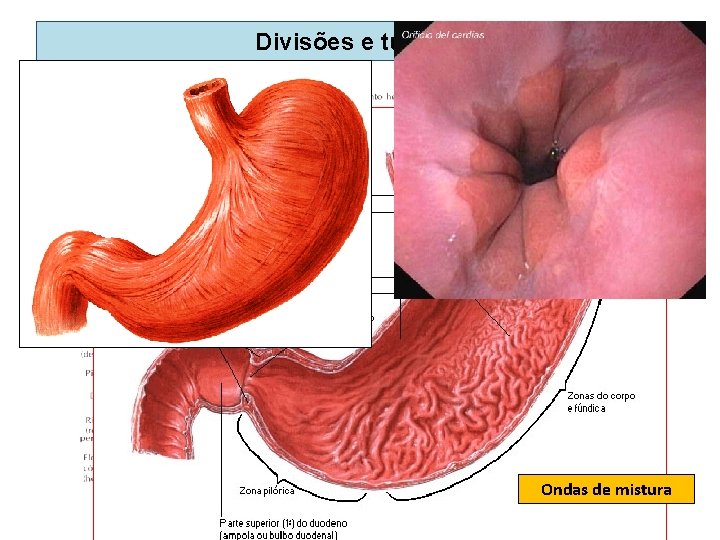 Divisões e túnicas Ondas de mistura Divisões e túnicas Ondas de mistura