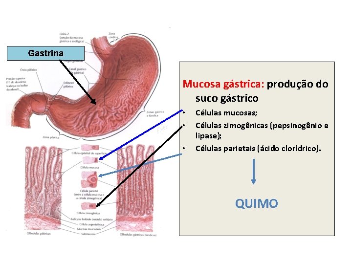 Gastrina Mucosa gástrica: produção do suco gástrico • • • Células mucosas; Células zimogênicas Gastrina Mucosa gástrica: produção do suco gástrico • • • Células mucosas; Células zimogênicas