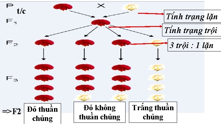 t/c Ti nh tra ng lặn Ti nh tra ng trô i 3 trội