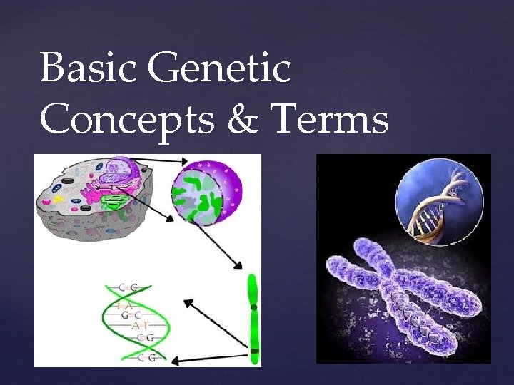Basic Genetic Concepts & Terms { 1 