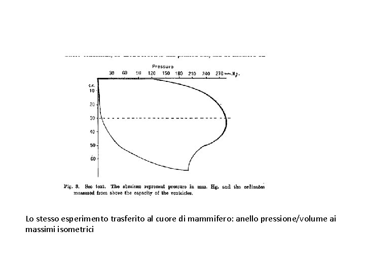 Lo stesso esperimento trasferito al cuore di mammifero: anello pressione/volume ai massimi isometrici 