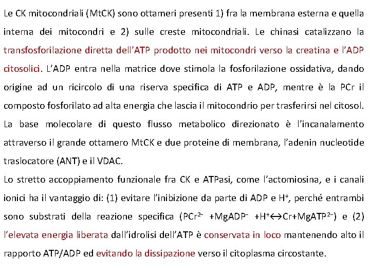 Le CK mitocondriali (Mt. CK) sono ottameri presenti 1) fra la membrana esterna e