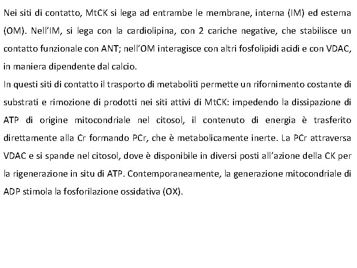 Nei siti di contatto, Mt. CK si lega ad entrambe le membrane, interna (IM)