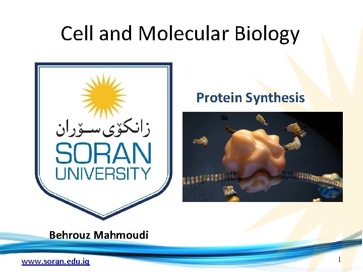 Cell and Molecular Biology Protein Synthesis Behrouz Mahmoudi www. soran. edu. iq 1 