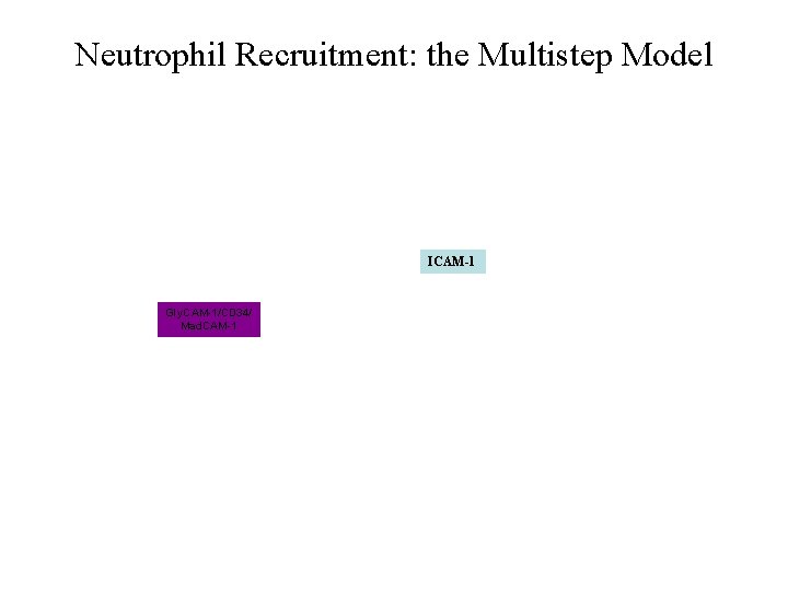 Neutrophil Recruitment: the Multistep Model ICAM-1 Gly. CAM-1/CD 34/ Mad. CAM-1 