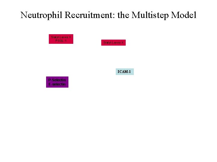 Neutrophil Recruitment: the Multistep Model Sialyl-Lewis X PSGL-1 Sialyl-Lewis X ICAM-1 P-Selectin E-selectin 
