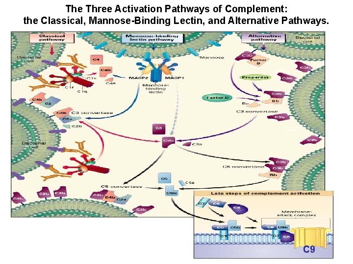 The Three Activation Pathways of Complement: the Classical, Mannose-Binding Lectin, and Alternative Pathways. C