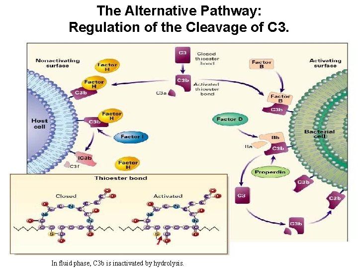 The Alternative Pathway: Regulation of the Cleavage of C 3. In fluid phase, C