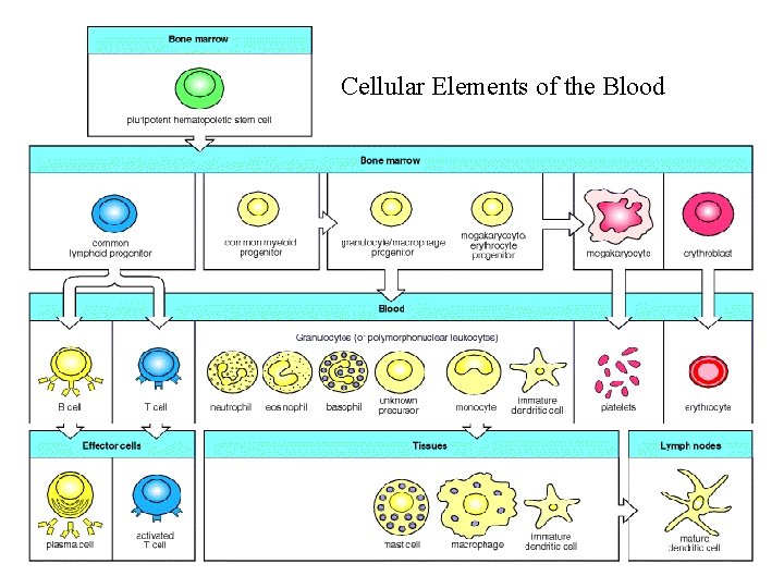 Cellular Elements of the Blood 