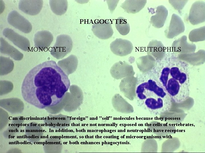 PHAGOCYTES MONOCYTE NEUTROPHILS Can discriminate between "foreign" and "self" molecules because they possess receptors