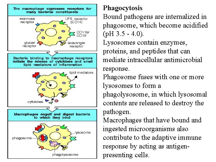 Phagocytosis Bound pathogens are internalized in phagosome, which become acidified (p. H 3. 5