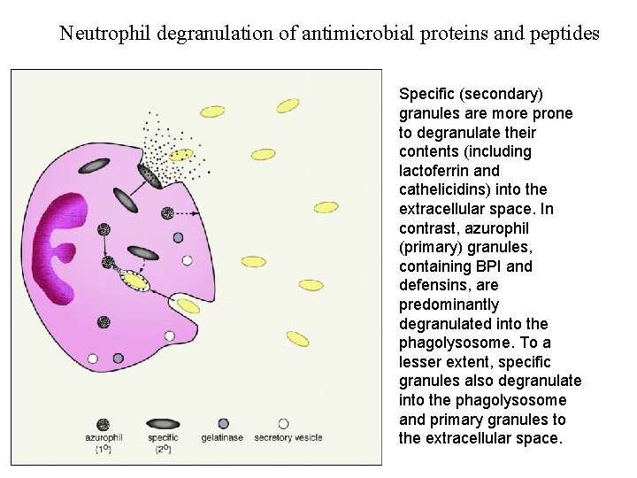 Neutrophil degranulation of antimicrobial proteins and peptides Specific (secondary) granules are more prone to