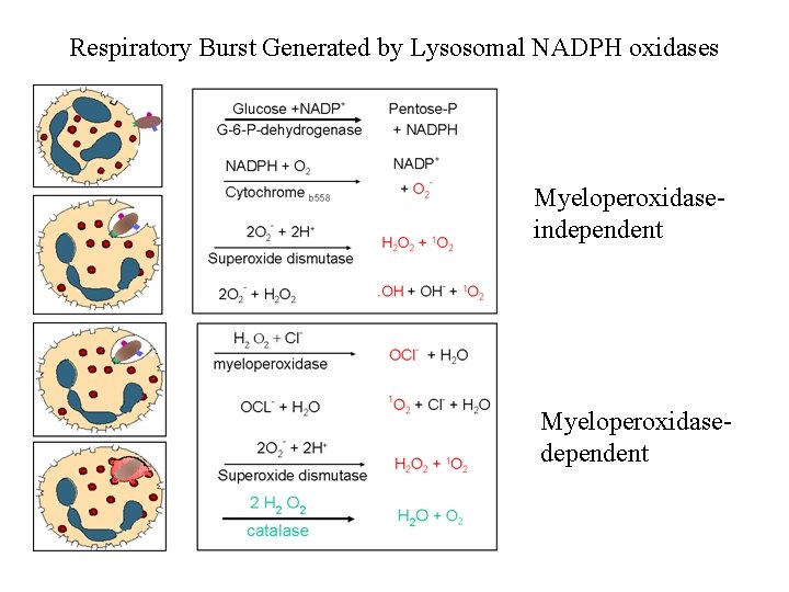 Respiratory Burst Generated by Lysosomal NADPH oxidases Myeloperoxidaseindependent Myeloperoxidasedependent 