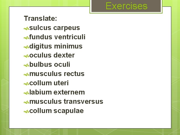 Exercises Translate: sulcus carpeus fundus ventriculi digitus minimus oculus dexter bulbus oculi musculus rectus