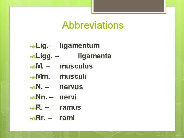 Abbreviations Lig. – ligamentum Ligg. – ligamenta M. – musculus Mm. – musculi N.