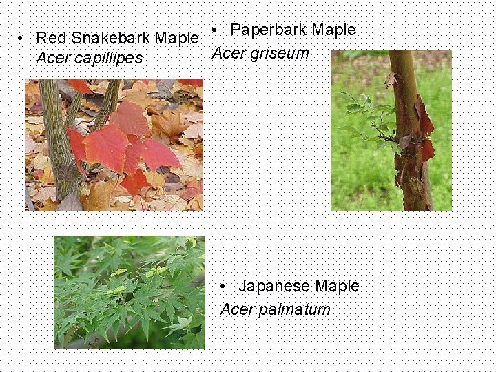 • Red Snakebark Maple • Paperbark Maple Acer griseum Acer capillipes • Japanese