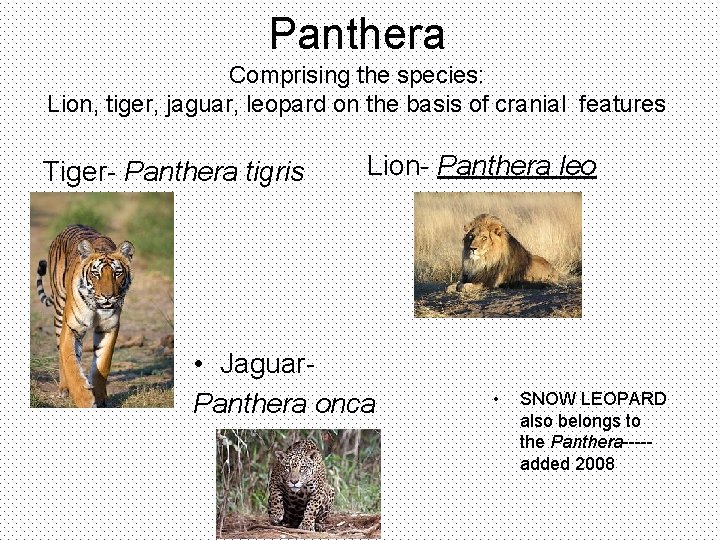 Panthera Comprising the species: Lion, tiger, jaguar, leopard on the basis of cranial features
