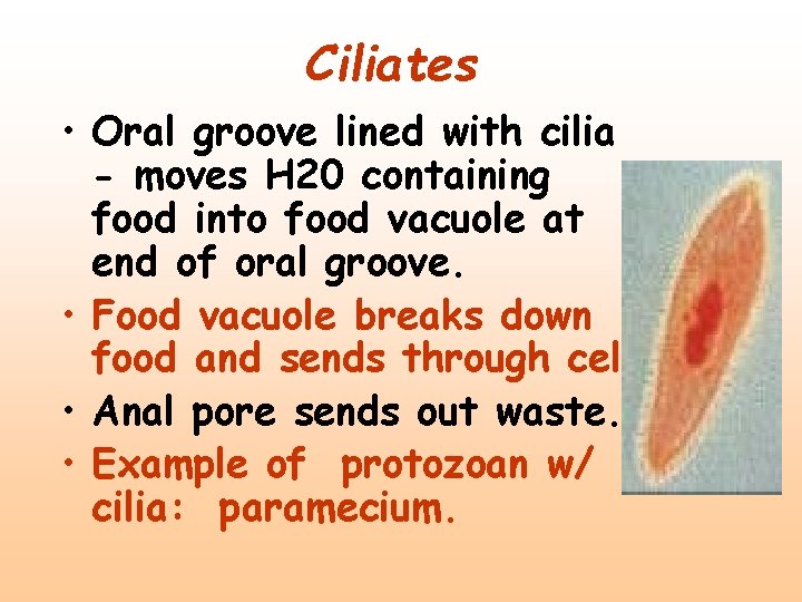 Ciliates • Oral groove lined with cilia - moves H 20 containing food into
