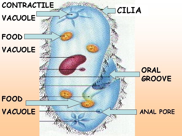 CONTRACTILE VACUOLE CILIA FOOD VACUOLE ORAL GROOVE FOOD VACUOLE ANAL PORE 