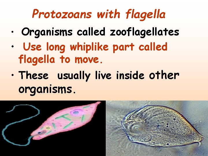 Protozoans with flagella • Organisms called zooflagellates • Use long whiplike part called flagella