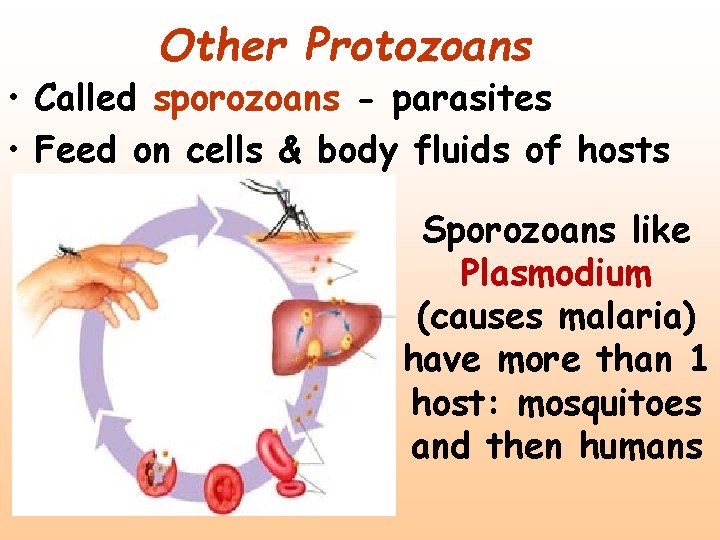 Other Protozoans • Called sporozoans - parasites • Feed on cells & body fluids