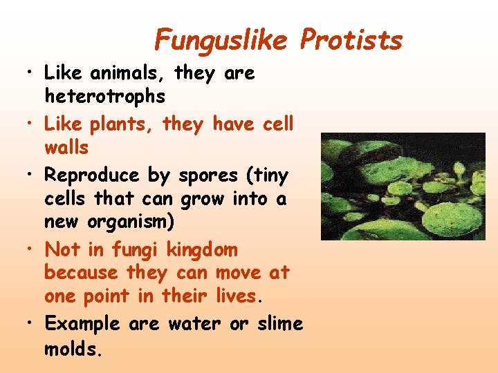 Funguslike Protists • Like animals, they are heterotrophs • Like plants, they have cell