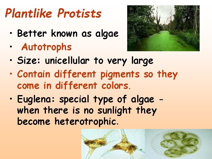 Plantlike Protists • • Better known as algae Autotrophs Size: unicellular to very large