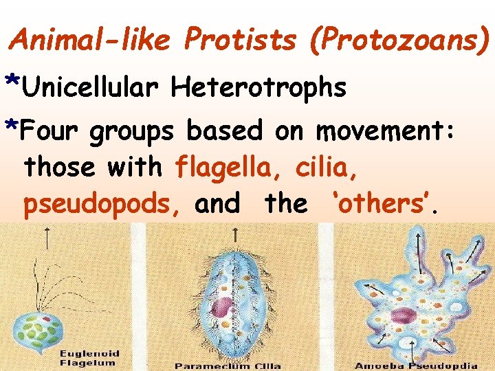 Animal-like Protists (Protozoans) *Unicellular Heterotrophs *Four groups based on movement: those with flagella, cilia,