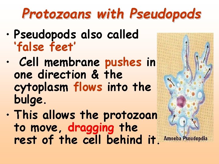 Protozoans with Pseudopods • Pseudopods also called ‘false feet’ • Cell membrane pushes in