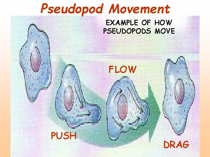 Pseudopod Movement EXAMPLE OF HOW PSEUDOPODS MOVE FLOW PUSH DRAG 
