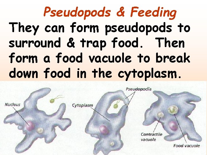 Pseudopods & Feeding They can form pseudopods to surround & trap food. Then form